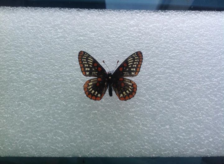 Euphydryas phaeton (aberration) (Internet Image property of respective owner, non-commercial use only)